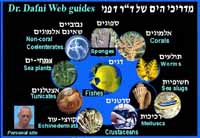 Dr. Dafni sites: Gulf of Eilat web guides