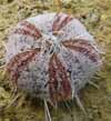  a typical sea-urchin - 