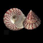 ������� <> Gastropoda