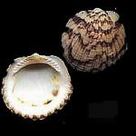 ����� <> Scaphopoda (Bivalvia) 