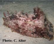 photo: C. Alter, Dahab