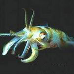 ���-������ <> Cephalopoda 