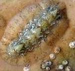 (�����-�� (�������� <>Polyplacophora