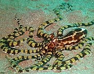 Photo: M. Olshansky, Eilat May 2007, See a larger picture