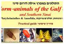 ������ �� ���� ����<>Worm-like aniamls of the Gulf of Aqaba