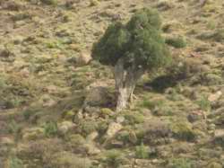 Juniperus thurifera