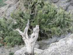 Juniperus thurifera
