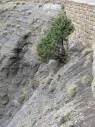 Juniperus thurifera