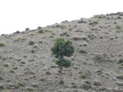 Juniperus thurifera