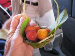Arbutus unedo