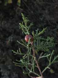 Juniperus sp.