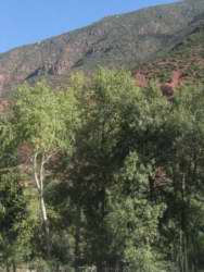 Populus tremula
