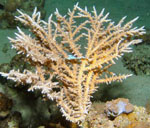 ����� - ����� ����� <>Acropora 