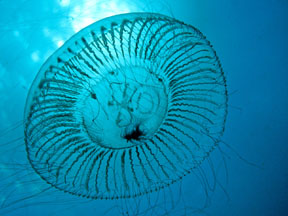 Photo:D. Wrobel; Visit his website