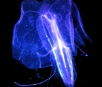 �������� <> Comb-Jellies 