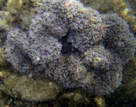 Photo: J. Dafni, Dolphin Reef shallow; see a larger pic