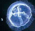 ������ �����<>Jelly-fish 