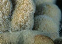 See a larger picture, from Guam