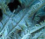  ������ ����� <> Hydrozoa  
