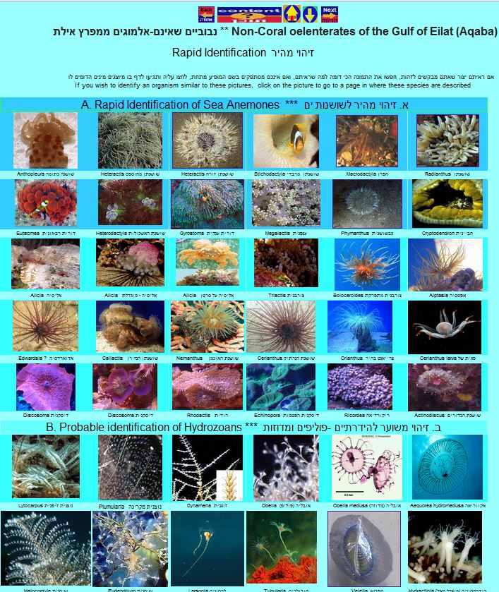 ������� �� ���� ����<>Non-coral coelenterates of Gulf of Aqaba