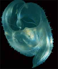 Photo: Y. Aharoni ; See a large picture