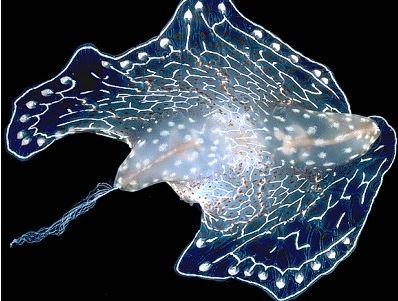 Photo: B. Rudman, Seaslugforum