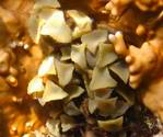 ���� ������<>Brown algae