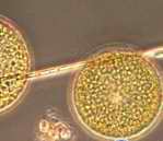 ���� ������� <>Diatoms one- or many cell algae 