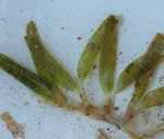  ���� �� <>Sea grasses