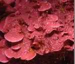 ������, ���� ������<>Calcareous algae
