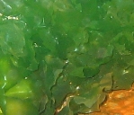 ���� �������<>Green algae