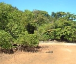  �������� <>Mangrove