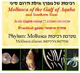 ����� ������� ���� ����<>Guide to Eilat Gulf Molluscans
