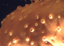 Photo: J. Dafni; Click for a larger picture