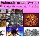 ����� ������-��� �� ���� ����<>Guide to Eilat Gulf  Echinodermata