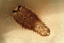 ������� <>Flat worm - Polyclads 