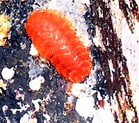  ��-������ �������  <> Polychaete Scale worms