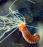 ��-������ ������<>Sedentary polychaetes