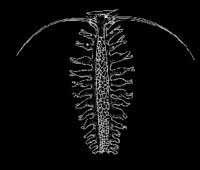  ��-������ ������  <> Pelagic worms