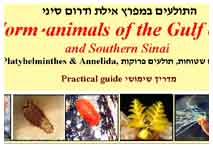 ����� ���� ����<>Worm-like animals of the Aqaba Gulf