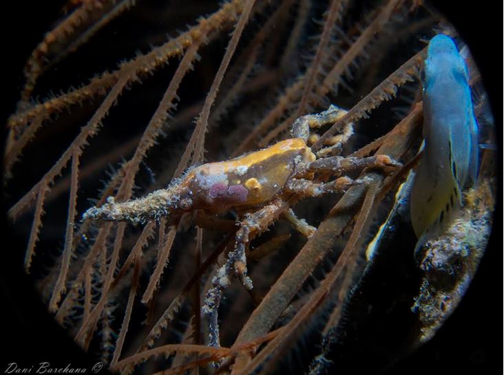 Photo: D. Barchana (Eilat)