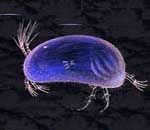 Ostracod צדפונית