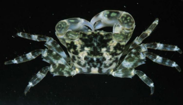 Photo: http://www.flmnh.ufl.edu