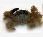 סלען שעיר <> Hairy rock crab