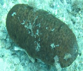 Photo: Z. Yarden (Eilat)