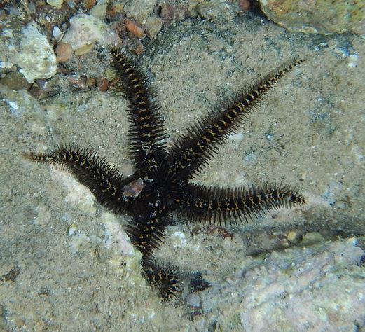 Photo: J. Dafni (Eilat)