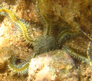 Photo: J. Dafni, subtidal Eilat