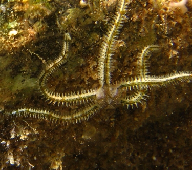 Photo: J. Dafni, subtidal Eilat