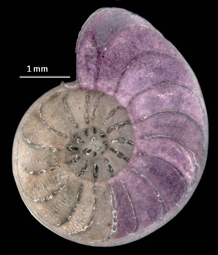 Gallery Benthic Forams