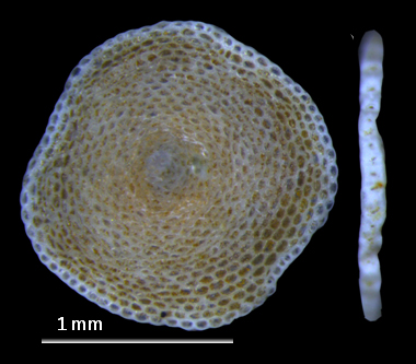 Foraminifera